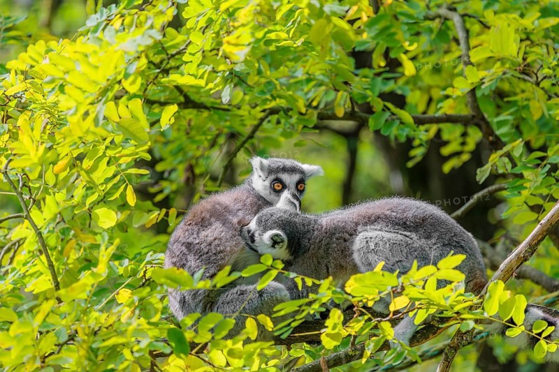 Two ring-tailed lemurs (Lemur catta) sit high up in a tree on a branch between fresh green leaves and play with each other or preen themselves or look around
