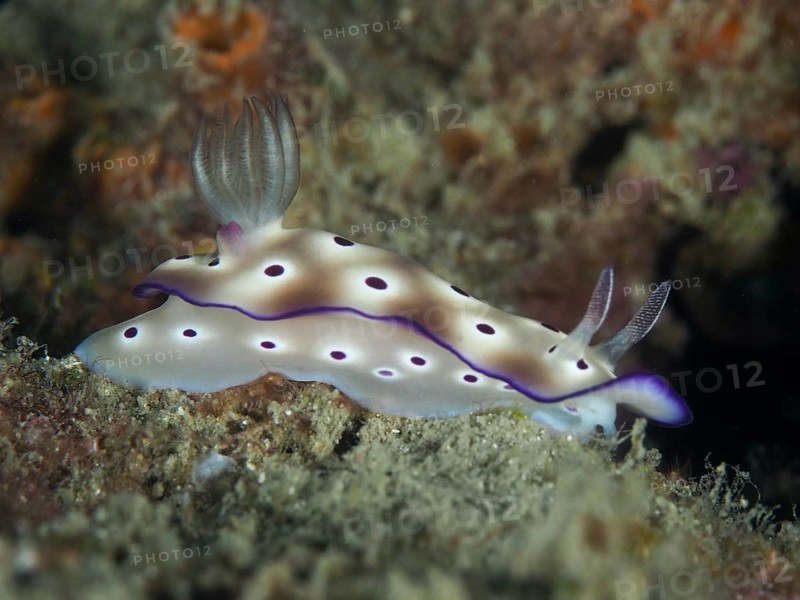White nudibranch with purple-coloured edge and spots, magnificent star snail (Hypselodoris tryoni), on corals, dive site Gondol Reef, Gondol, Bali, Indonesia, Asia