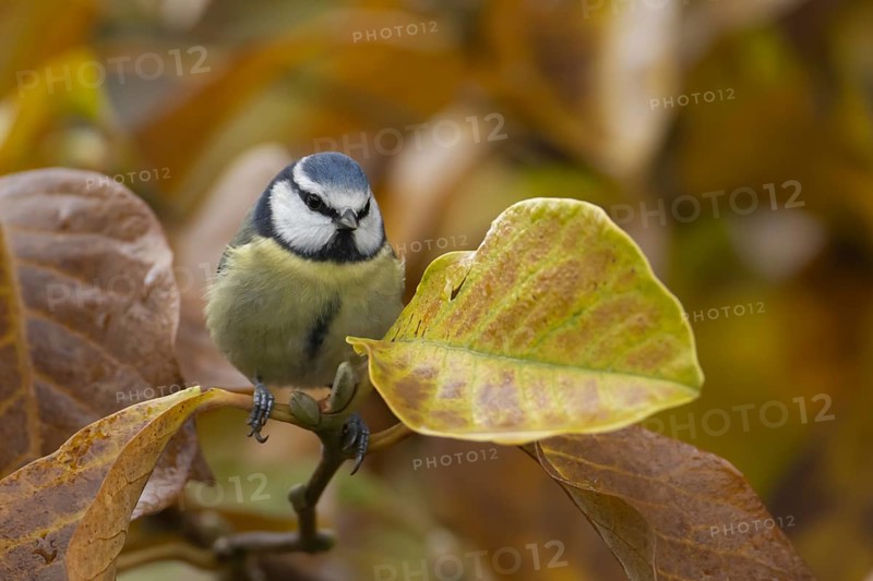 Blue tit (Cyanistes Caeruleus) adult bird on a garden Magnolia tree with autumn colour leaves, England, United Kingdom, Europe