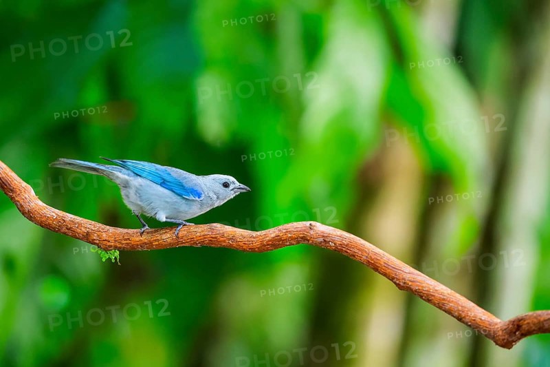 Episcopal Tanager (Thraupis episcopus), Tangare (Thraupidae), Alajuela, Costa Rica, Central America