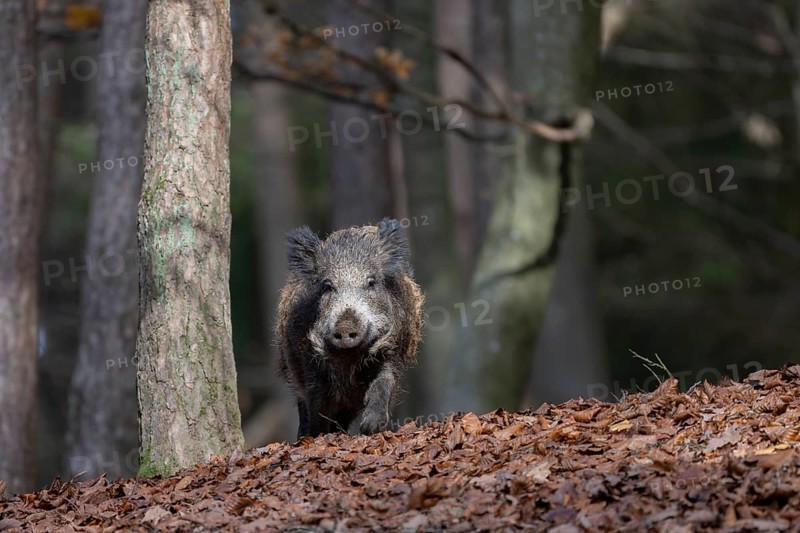 Wild boar (Sus scrofa), overrunner, Daun, Germany, Europe