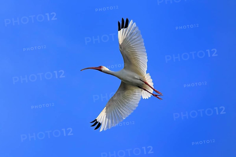 Snowy Ibis, (Eudocimus albus), adult, flying, St. Augustine, Florida, USA, North America