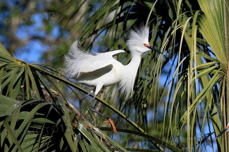 Great Egret (Egretta thula), adult, in breeding plumage, during breeding season, courtship display, on tree, St. Augustine, Florida, North America, USA, North America