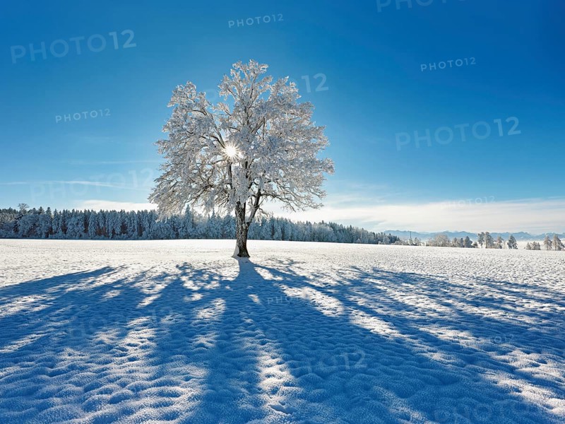 Sun shining through snow-covered English oak (Quercus robur, synonym: Quercus pedunculata), Schlatt, Müswangen, Canton Lucerne, Switzerland, Europe