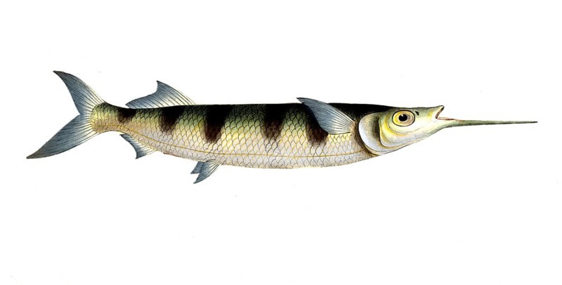 Fish, Fish, Genus of Pike, Esox brasiliensis, small swordfish, Under Swordfish, Historical, digitally restored reproduction from a 19th century original, Record date not stated