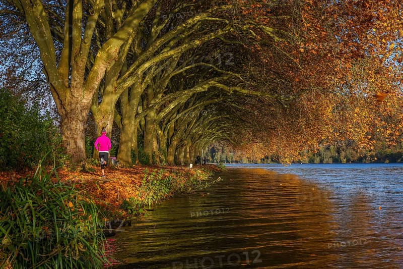 Essen, North Rhine-Westphalia, Germany - Young woman jogging on the lakeshore under trees with autumn leaves. Golden autumn at Lake Baldeney