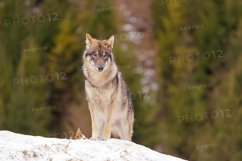 A young grey wolf (Canis lupus lupus) stands on a sloping, snow-covered meadow on a cold, cloudy day. A forest can be seen in the background
