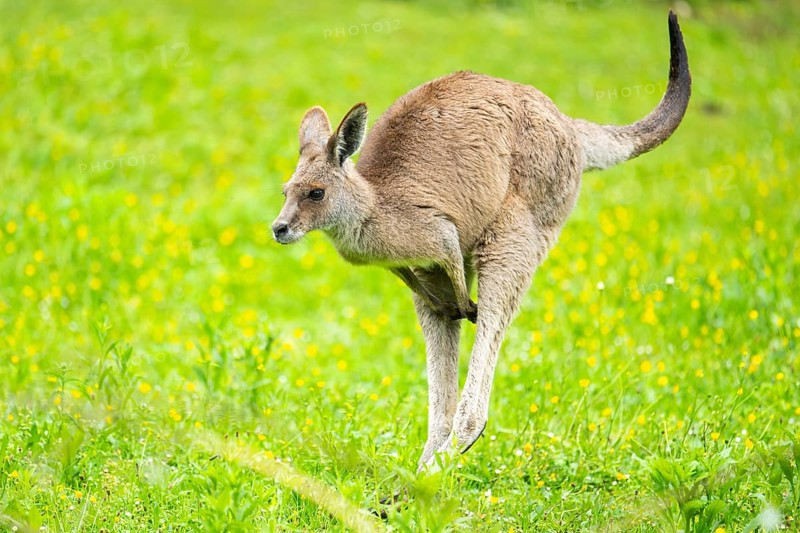 Eastern grey kangaroo (Macropus giganteus) on a meadow, Bavaria, Germany, Europe