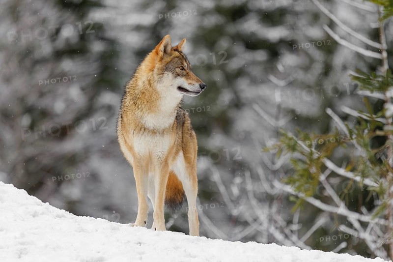 An adult female grey wolf (Canis lupus lupus) stands on a sloping, snow-covered meadow on a cold, cloudy day. A forest can be seen in the background