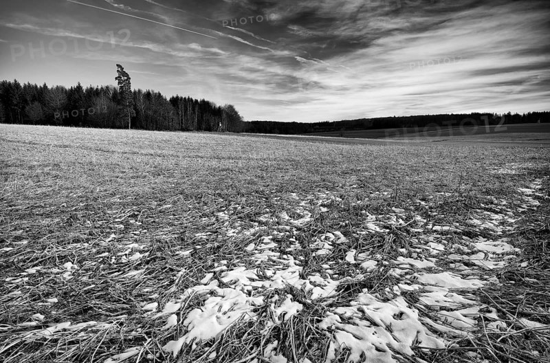 Last snow on field, high stand, black and white, Weiherwiesen nature reserve, Essingen, Swabian Alb, Baden-Württemberg, Germany, Europe