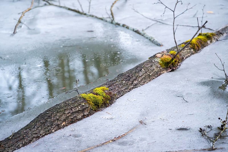 Winterladscape of a swamp with ice, Lengenbach, Deining, Upper Palatinate, Bavaria, Germany, Europe