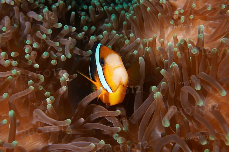 A Clark's anemonefish (Amphiprion clarkii) hides in the tentacles of a sea anemone, dive site Toyapakeh, Nusa Ceningan, Nusa Penida, Bali, Indonesia, Asia