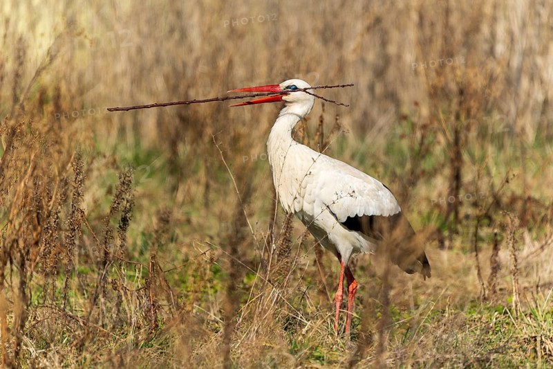 A stork stands with a long stick in its beak on a natural meadow, white stork (Ciconia ciconia), wildlife, Germany, Europe