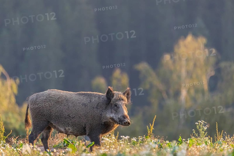 One adult wild boar or wild pig (Sus scrofa) searching for food on a flowering meadow in late afternoon light with a forest in first autumnal colours in the background