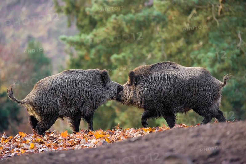 Two wild boar or wild pig (Sus scrofa) fight on an opening