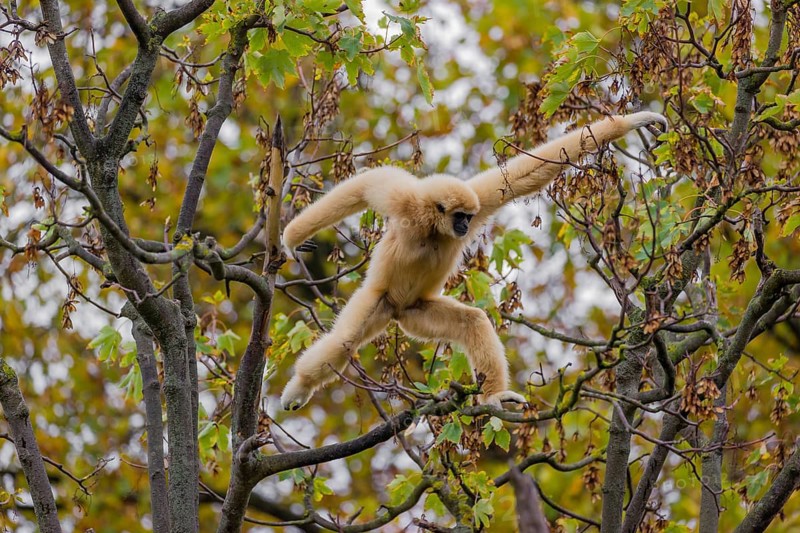 A White-handed gibbon, Hylobates lar, climbs in a tree