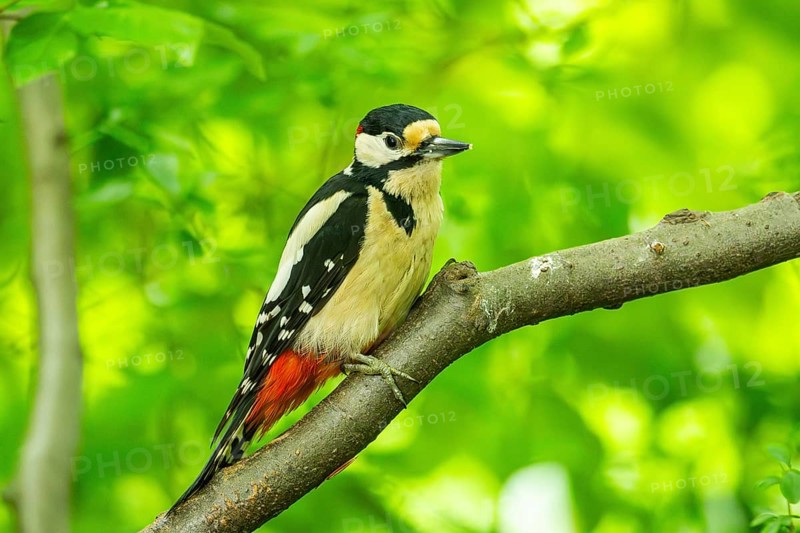 Great spotted woodpecker (Dendrocopos major) sitting on a branch, Bavaria, Germany, Europ, Europe