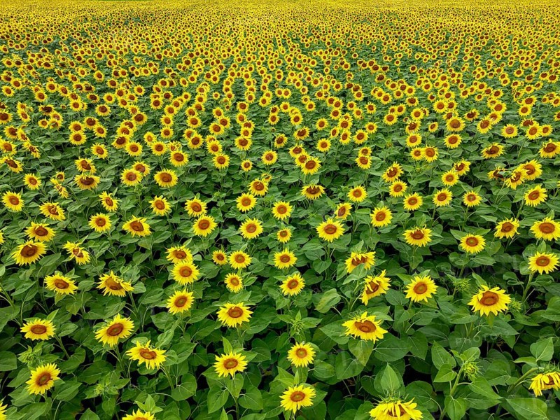 Sunflower field near Holzhausen, town of Rheinau, aerial view, Ortenau district, Baden-Württemberg, Germany, Europe