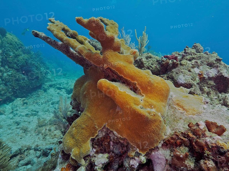 A colourful elkhorn coral (Acropora palmata) dominates the underwater landscape, dive site John Pennekamp Coral Reef State Park, Key Largo, Florida Keys, Florida, USA, North America