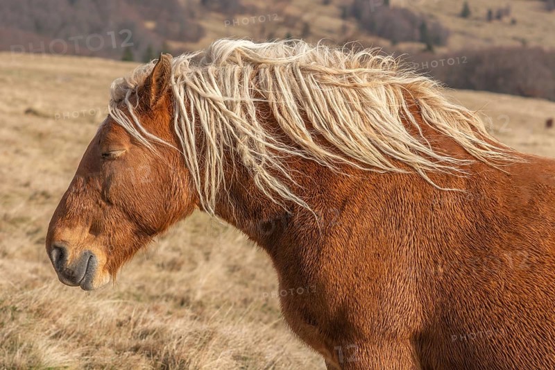 A brown horse with long hair is standing in a field. The horse has a relaxed expression on its face and is enjoying the sunny day. Bas rhin, Alsace, France, Europe