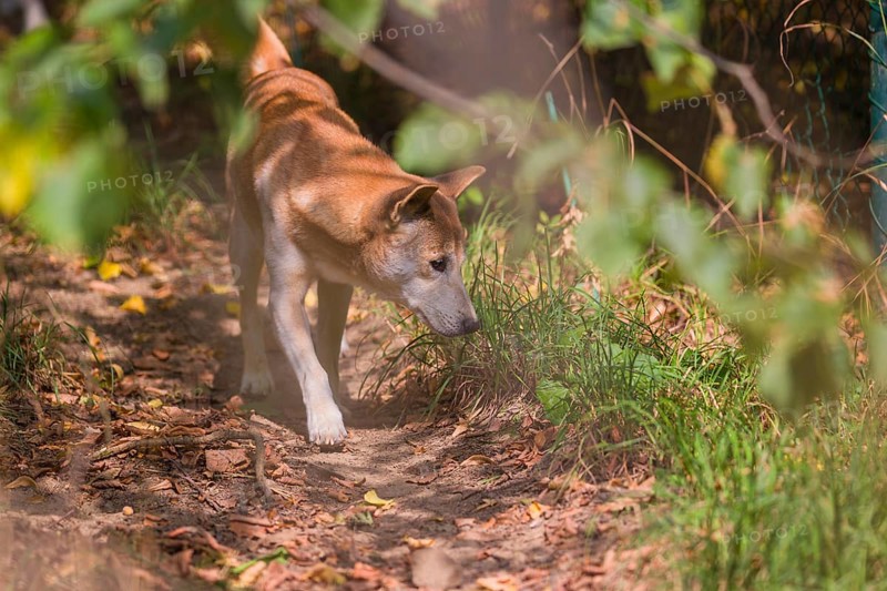 One New Guinea singing dog or New Guinea Highland dog (Canis hallstromi) (Canis dingo hallstromi, Canis familiaris) walking out of the forest towards the camera