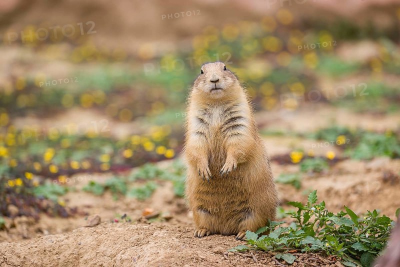 A black-tailed prairie dog (Cynomys ludovicianus) sits upright on sandy ground, observing the surrounding. Some yellow flowers are in the background