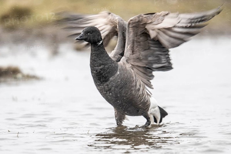 Brent goose (Branta bernicla), Amrum, Schleswig-Holstein, Germany, Europe