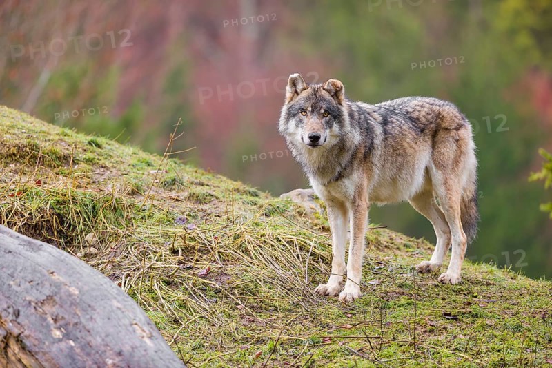 An adult male grey wolf (Canis lupus lupus) stands on a sloping meadow on a hill and observes the surroundings. A forest can be seen in the background