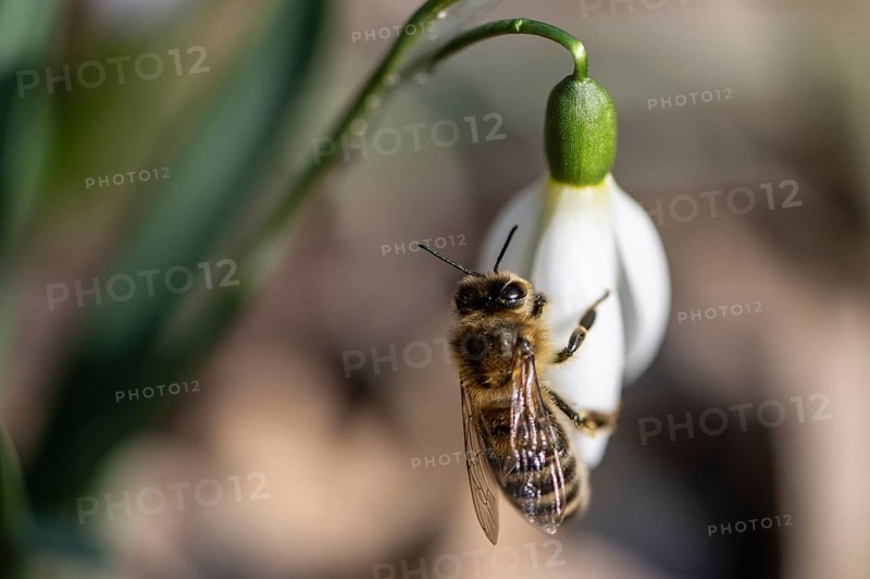 Snowdrop (Galanthus nivalis) with honeybee (Apis mellifera), Emsland, Lower Saxony, Germany, Europe
