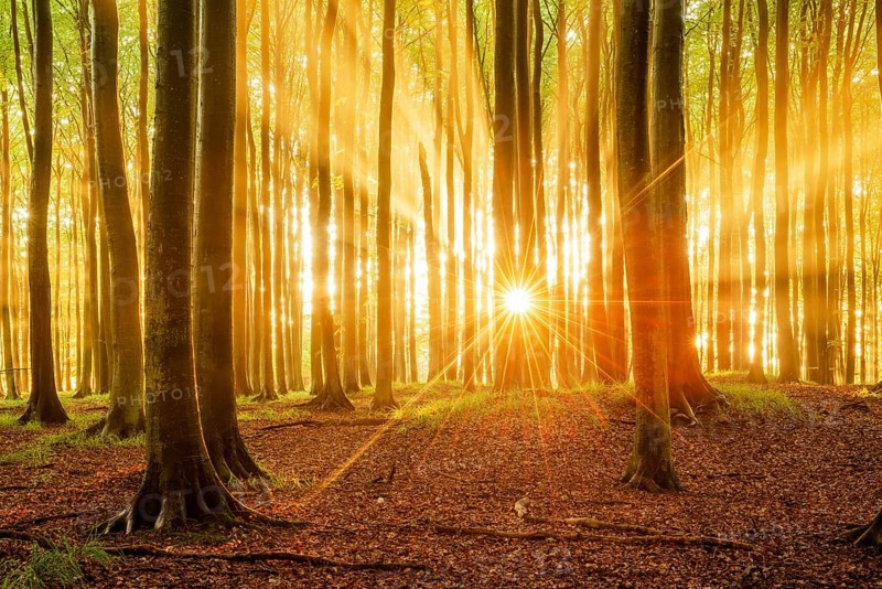 The setting sun shines brightly through a near-natural beech forest (Fagus sp.), Stubnitz forest area, Jasmund National Park, Rügen Island, Mecklenburg-Western Pomerania, Germany, Europe