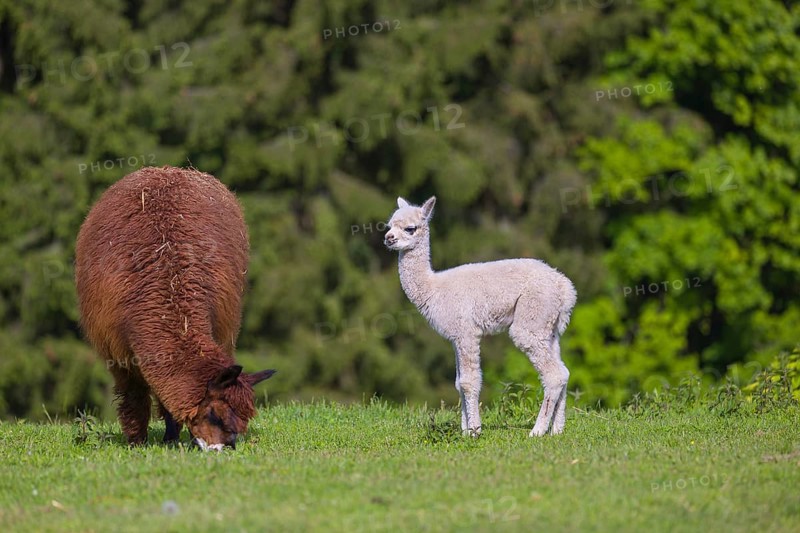 One brown female Alpaca (Vicugna pacos) stands with her young on a fresh green meadow . A green forest in the distant background