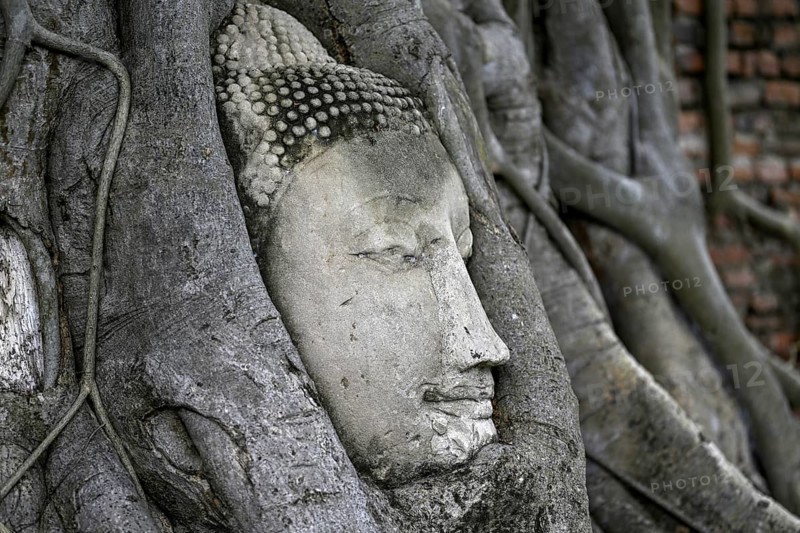 Sandstone Buddha head at the foot of a Bodhi tree in Wat Mahathat, Temple of the Great and Holy Relic, Ayutthaya, Ayutthaya Province, Thailand, Asia
