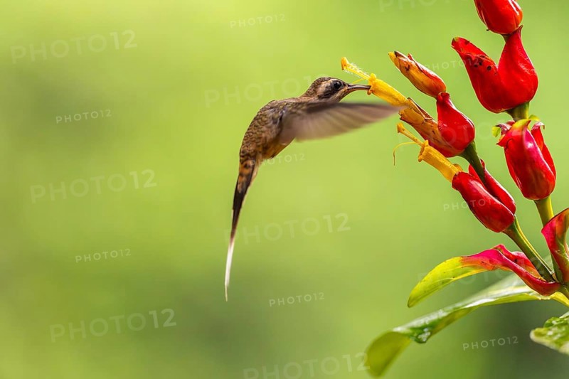 Long-billed Shadow Hummingbird (Phaethornis longirostris), Hummingbird (Trochilidae), Swiftbirds (Apodiformes), Laguna del Lagarto Lodge, Alajuela, Costa Rica, Central America