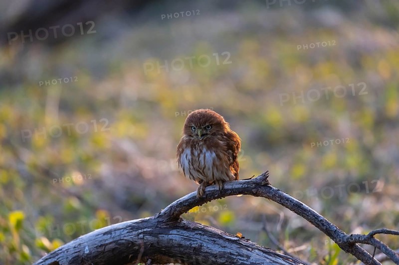 One East Brazilian pygmy owl (Glaucidium minutissimum), also known as least pygmy-owl or Sick's pygmy-owl, sitting on a small twig of a tree. Back light condition in last evening light