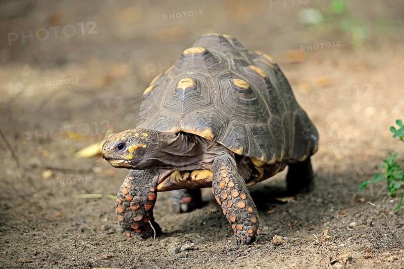 Coal turtle (Geochelone carbonaria), adult, foraging, South America