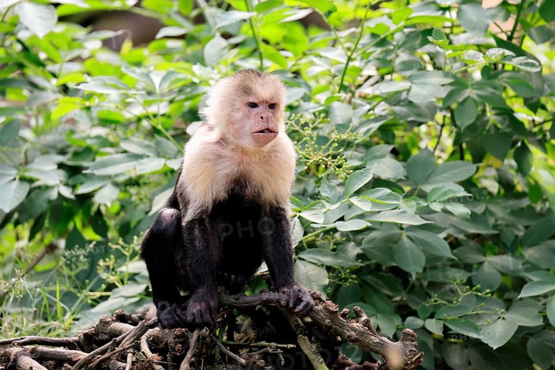 White-shouldered capuchin monkey (Cebus capucinus), adult, on the ground, alert, South America