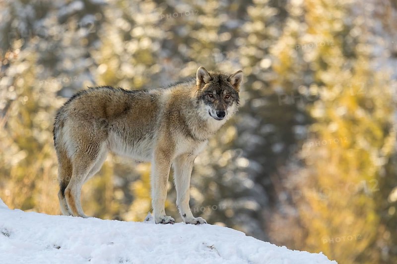 A young grey wolf (Canis lupus lupus) stands on a sloping, snow-covered meadow at the edge of a forest on a cold, sunny day