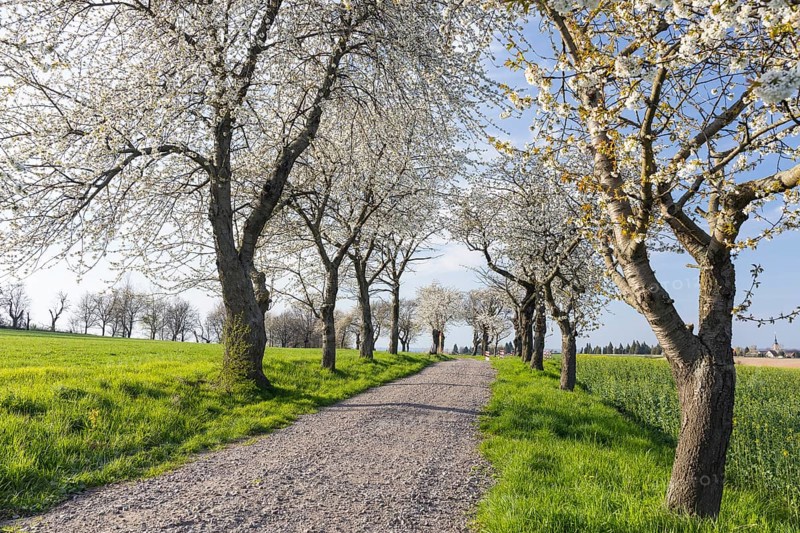 Old cherry tree avenue (Prunus) in bloom, Klipphausen, Saxony, Germany, Europe