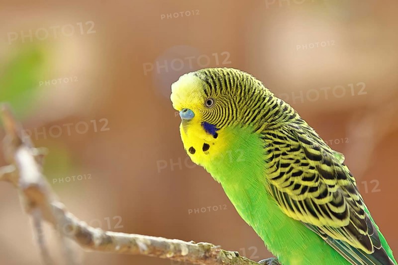 Budgerigar (Melopsittacus undulatus), adult, natural colours, on a branch, portrait, animal portrait, captive, occurrence in Australia, Hesse, Germany, Europe