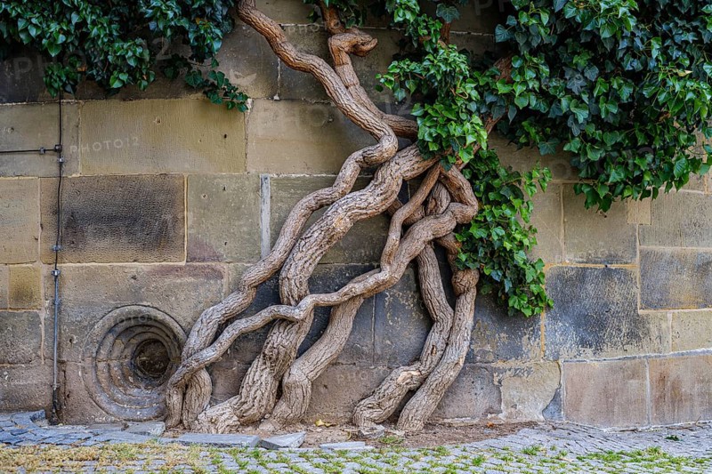 Common ivy, Hedera helix, growing on the outer wall of the Old Palace, Stuttgart, Baden-Württemberg, Germany, Europe
