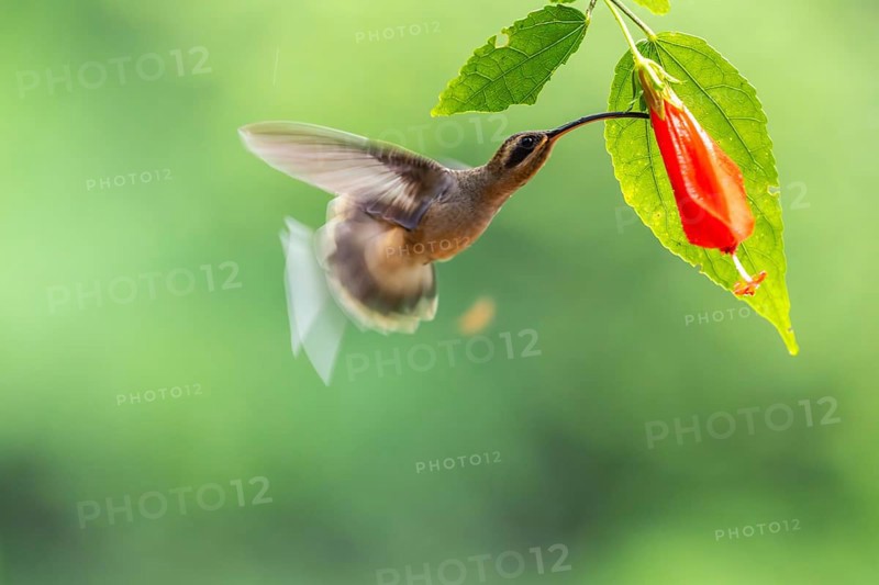 Long-billed Shadow Hummingbird (Phaethornis longirostris), Hummingbird (Trochilidae), Swiftbirds (Apodiformes), Laguna del Lagarto Lodge, Alajuela, Costa Rica, Central America