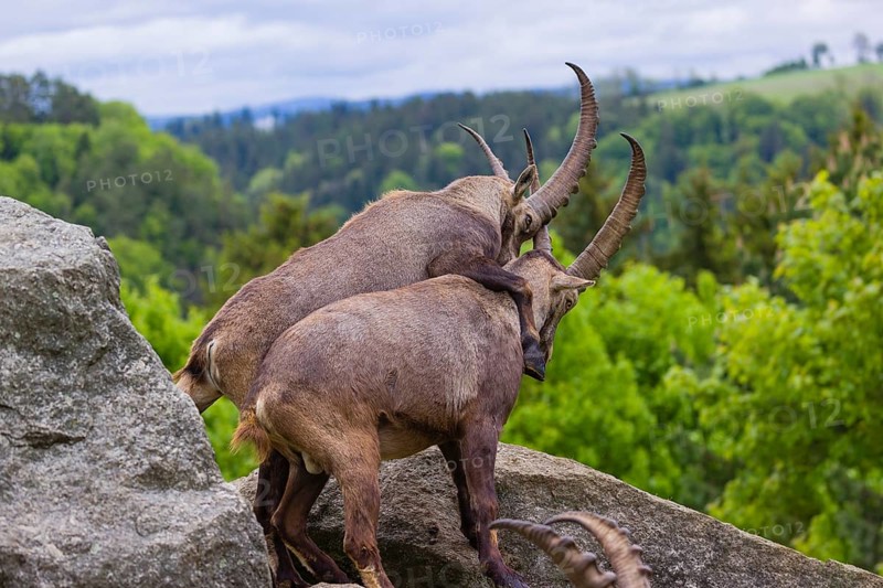 Two young male ibex (Capra ibex) playfight on rocks