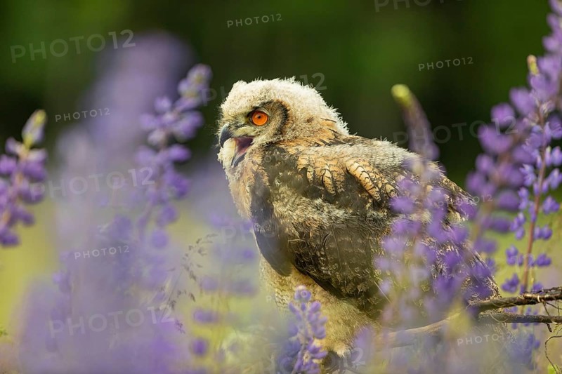 One young Eurasian Eagle Owl, Bubo bubo, sitting on a twig between lupines growing on a meadow
