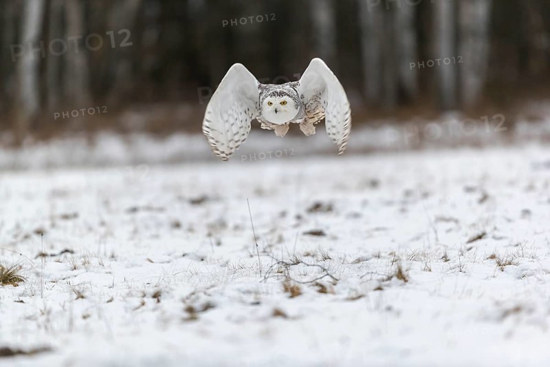 One snowy owl, Bubo scandiacus, Bubo scandiaca, Nyctea scandiaca flying over a snowy meadow with a forest of birch trees in the background