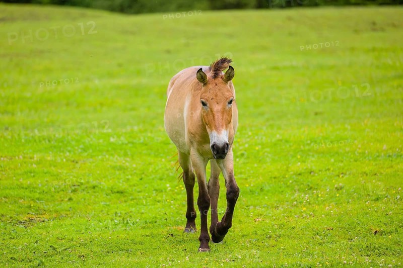 A Przewalski's horse (Equus ferus przewalskii or Equus przewalskii), walks across a paddock