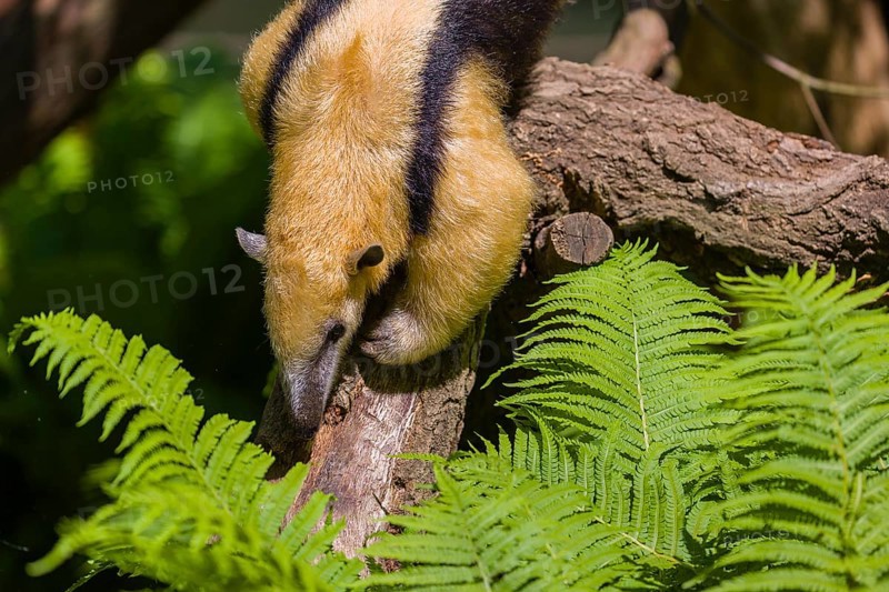 A southern tamandua (Tamandua tetradactyla), climbs down a tree in a forest