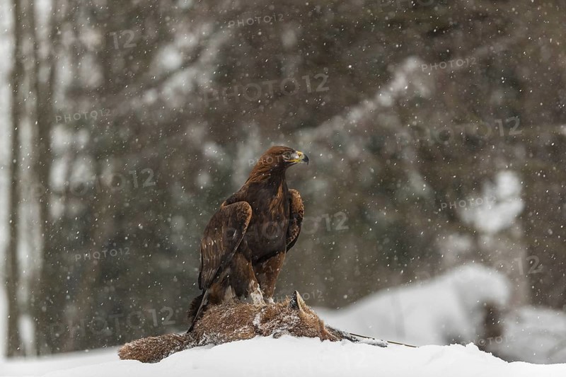One golden eagle (Aquila chrysaetos) sitting on a carcass of a red fox on a snowy meadow during snowfall. A forest in the background