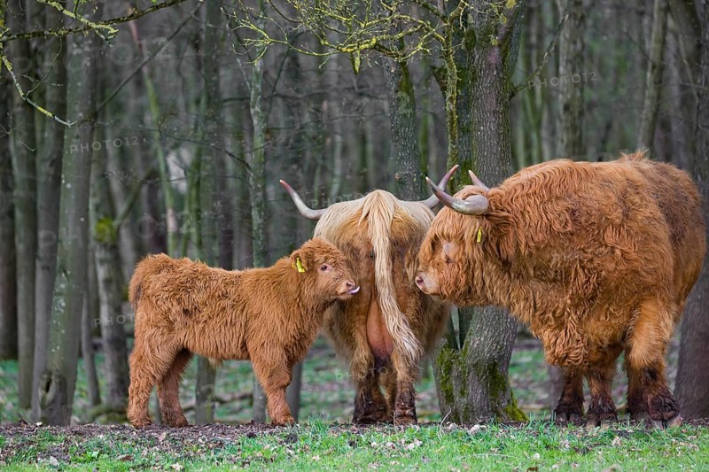 Different interests. A family of Highlands (Bos (primigenius), a bull, a cow and a calf stand at a forest edge