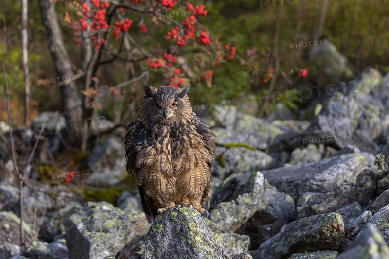 One Eurasian Eagle Owl, Bubo bubo, sitting on grey rocks, a bush with red berries in the background. Early morning light