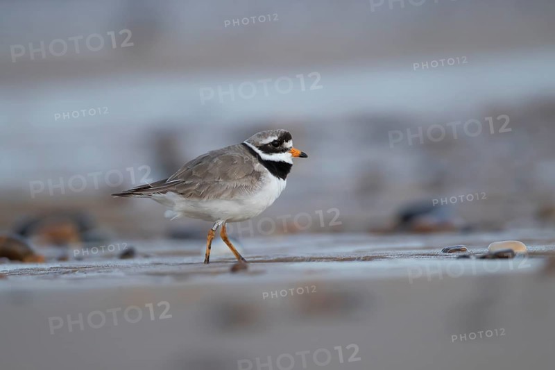 Ringed plover (Charadrius hiaticula) adult wading bird on a beach in summer, England, United Kingdom, Europe
